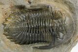 Detailed Hollardops Trilobite Fossil - Multi-Toned Preservation #359497-2